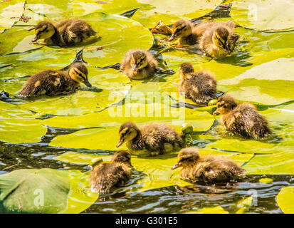 Entchen schwimmen unter Wasser lillys Stockfoto