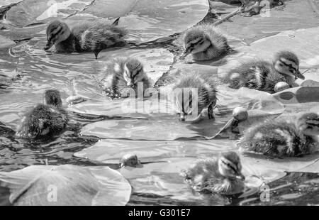 Entchen schwimmen unter Wasser lillys Stockfoto