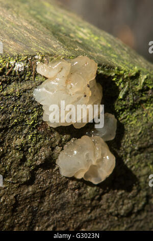 Tremella Fuciformis, Gelee-Pilz in Kinglake NP, Victoria, Australien Stockfoto