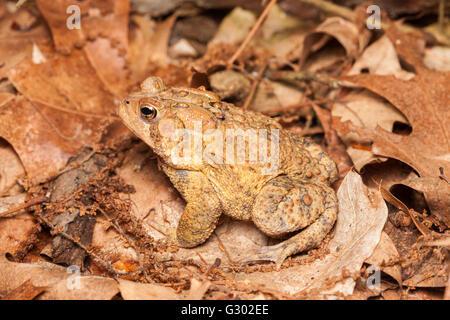 Eine amerikanische Kröte, Unterart östlichen amerikanische Kröte (Anaxyrus Americanus Americanus), sitzt unter Laub auf dem Boden in einem Wald Lebensraum. Stockfoto