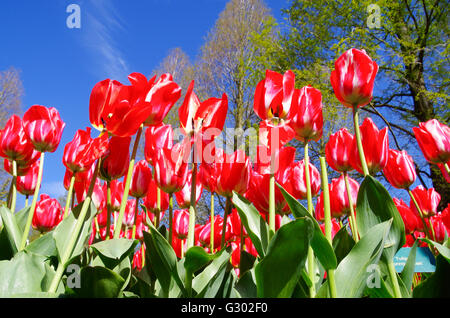 Hoch aufragende Tulpen (Spring Break) in Keukenhof Gärten in den Niederlanden im Jahr 2016 Stockfoto