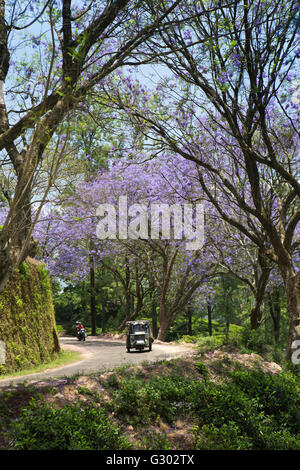 Sri Lanka, Ella, Rikscha auf Landstraße durch Teeplantage vorbei an blühende Jacaranda-Bäume Stockfoto