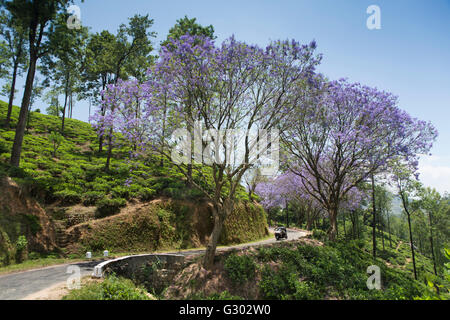 Sri Lanka, Ella, blühende Jacaranda-Bäume auf Landstraße durch Tee-Plantage Stockfoto