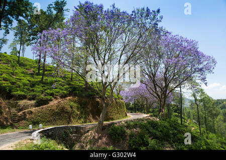 Sri Lanka, Ella, blühende Jacaranda-Baum auf Landstraße durch Tee-Plantage Stockfoto