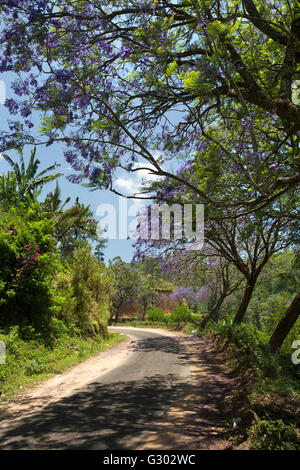 Sri Lanka, Ella, blühende Jacaranda-Baum auf Landstraße Stockfoto