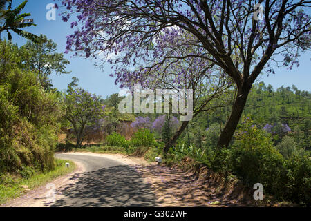 Sri Lanka, Ella, blühende Jacaranda-Baum auf Landstraße Stockfoto