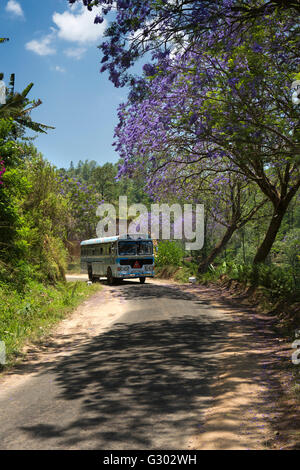 Sri Lanka, Ella, Privatbus fahren unter blühenden Jacaranda-Baum auf Landstraße Stockfoto