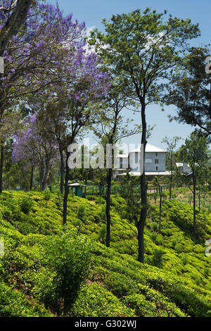 Sri Lanka, Ella, Passara Rd, blühenden Jacaranda Baum Estate werkseitig Finlay von Newburgh Grüntee Stockfoto