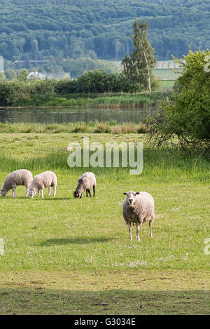 Kleine Herde Schafe weiden auf landwirtschaftlichen Flächen in Schweden. Stockfoto