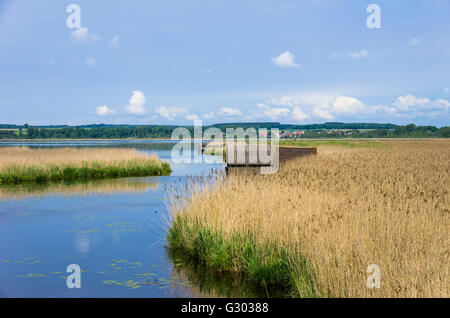 See Federsee in Bad Buchau in der Nähe von Biberach, Württemberg, Deutschland. Stockfoto