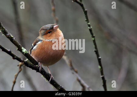 Buchfink, männliche im Winter, Stithians Resrervoir, Cornwall, England, UK. Stockfoto