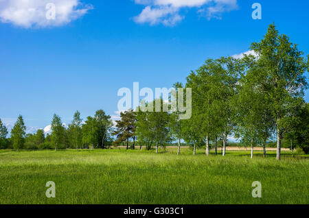 Allee der Birken in einem Meadowlands Umwelt, Bad Buchau, Württemberg, Deutschland. Stockfoto