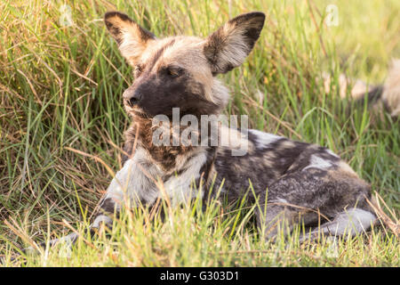 Afrikanischer Wildhund (Lyacon Pictus), Babwata National Park, Caprivi Strip, Namibia, Afrika Stockfoto