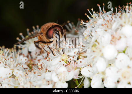 Drohne fliegen (Eristalis Tenax), sammeln von Nektar, mit Rüssel im Blick Stockfoto