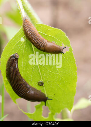 Spanische Schnecken (Arion Vulgaris) Essen eine Sonnenblume Blatt. Stockfoto