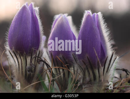 Frühlingsblumen - Küchenschelle Pulsatilla Grandis nach Sonnenuntergang auf Wiese Stockfoto