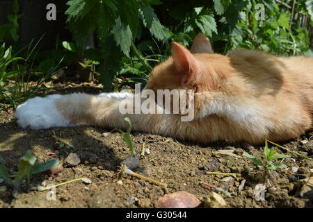 Ingwer-Katze mit weißen Pfoten ausgestreckt schläft auf trockenem Boden Boden Stockfoto