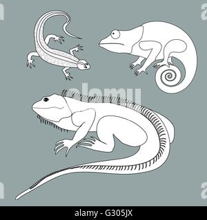 Illustration der Eidechse, Chamäleon, Leguan in schwarzen und weißen Farben auf einem farbigen Hintergrund Stock Vektor