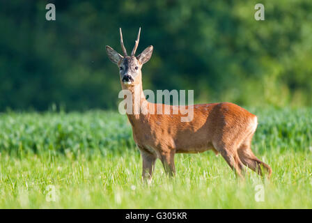 Wilde Rehe in einem Feld Stockfoto