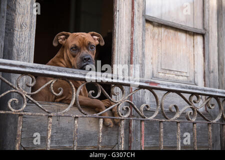 Boxer Hund spähte durch Fenster in Santiago De Cuba, Kuba Stockfoto