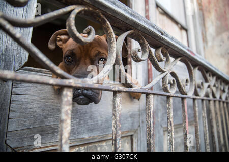 Boxer Hund spähte durch Fenster in Santiago De Cuba, Kuba Stockfoto