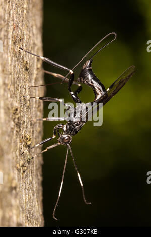 Eine weibliche Ichneumonide Wasp (Xorides stigmapterus) oviposits in den Larven von Holz langweiligen Käfer im Stamm eines toten Baumes. Stockfoto