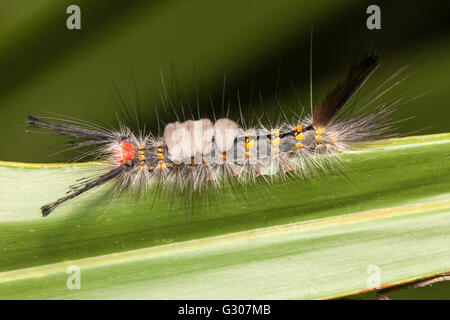 Eine Fir Tussock Moth (Orgyia Detrita) Raupe (Larve) hockt auf einem Blatt Sägepalme. Stockfoto