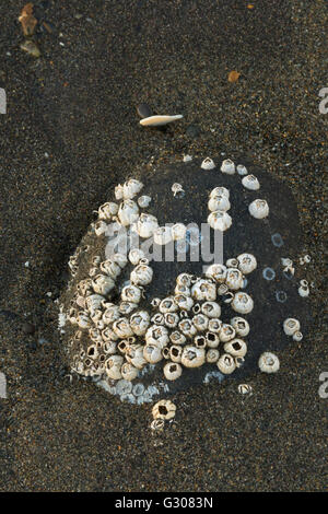 Rock mit Seepocken auf Strand, Damon Point State Park, Washington Stockfoto