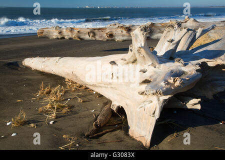 Melden Sie sich am Strand, Damon Point State Park, Washington Stockfoto