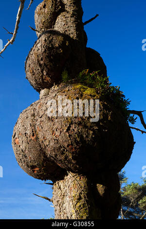 Fichte Burl Fichte Burl Weg, Olympic Nationalpark, Washington Stockfoto