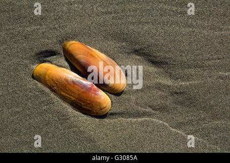 Razor Muschel am Strand von Kalaloch, Olympic Nationalpark, Washington Stockfoto