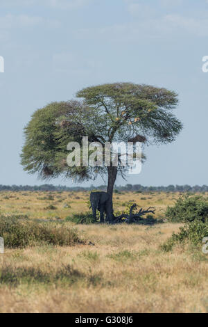 Schutz vor Sonne Akazie Elefant Stockfoto