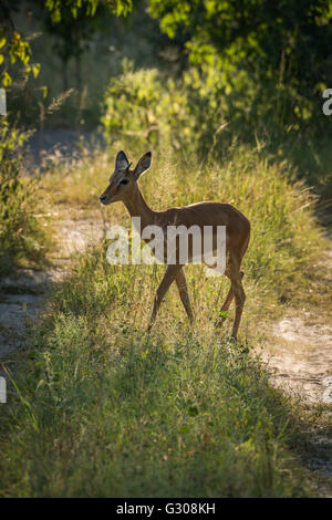 Weibliche Impala Kreuzungsgleises in sonnendurchfluteten Wäldern Stockfoto