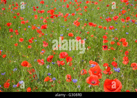 Mohn und Kornblumen in Wiese Stockfoto