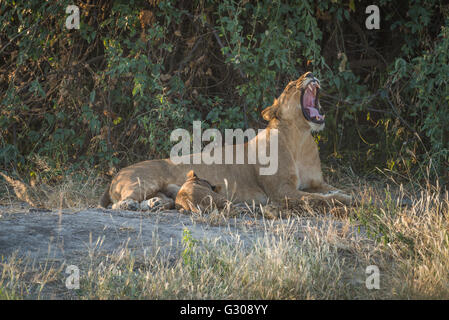 Löwin liegt in Büschen mit Cub gähnende Stockfoto