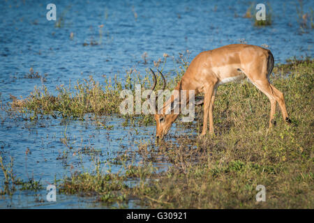 Männlichen Impala vom Fluss in der Sonne trinken Stockfoto