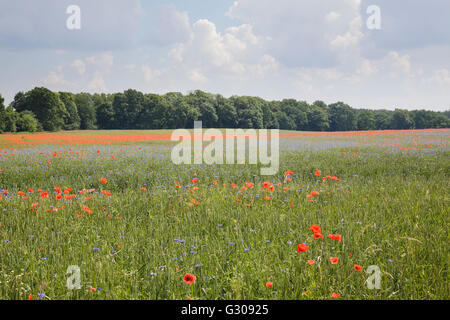 Wildblumenwiese mit Mohn und Kornblumen Stockfoto