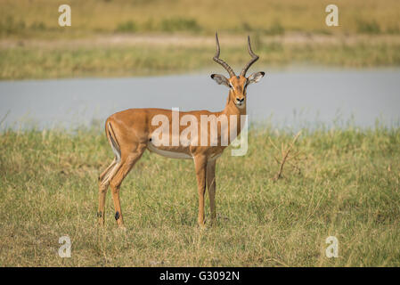 Männlichen Impala am Ufer des Flusses gerichtete Kamera Stockfoto