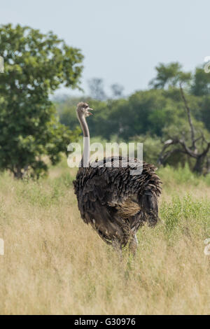 Strauß, zu Fuß auf Savannah Kopf rechts abbiegen Stockfoto