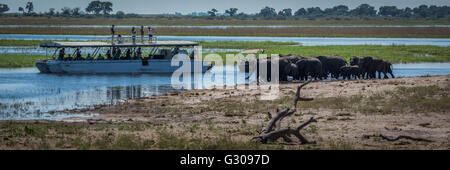 Panorama der Elefantenherde trinken neben Boote Stockfoto