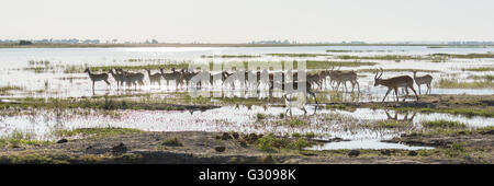 Panorama des roten Letschwe waten durch Untiefen Stockfoto