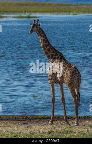 South African Giraffe neben Fluss gerichtete Kamera Stockfoto