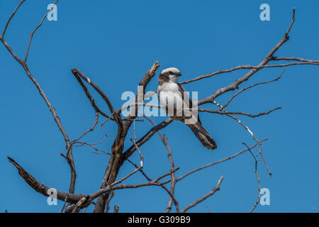 Südlichen Trauerschnäpper Schwätzer in toten Ästen Stockfoto