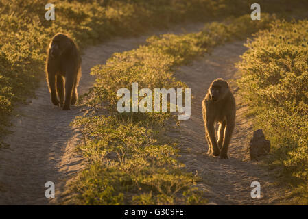 Zwei Chacma Paviane zu Fuß entlang der sandigen Strecke Stockfoto