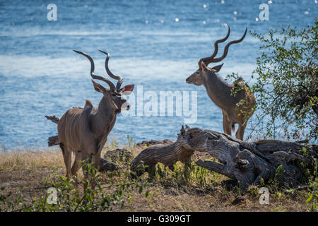 Zwei männliche große Kudu stehend neben Fluss Stockfoto