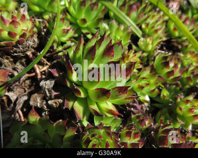 Nahaufnahme der Hauswurz (Sempervivum Tectorum) bei Sonnenschein mit ein paar Blätter der Liriope Stockfoto