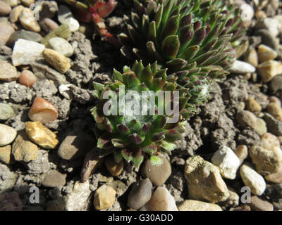 Hauswurz (Sempervivum Arachnoideum) in Kies auf Kreide Boden, bei Sonnenschein Stockfoto