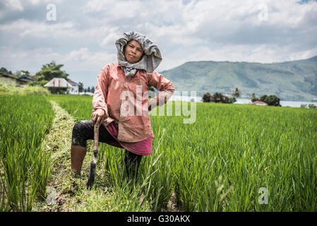 Bäuerin arbeiten in einem Reisfeld Paddy am Lake Toba (Danau Toba), Nord-Sumatra, Indonesien, Südostasien, Asien Stockfoto