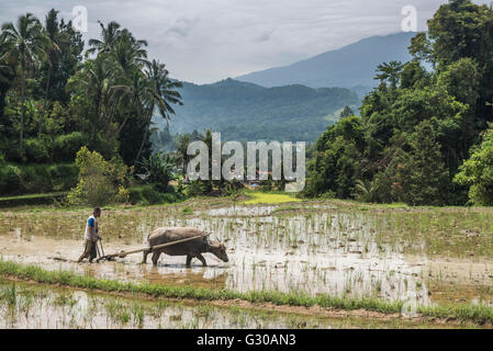 Pflügen Reisfelder mit Wasserbüffel in der Nähe von Bukittinggi, West-Sumatra, Indonesien, Südostasien, Asien Stockfoto