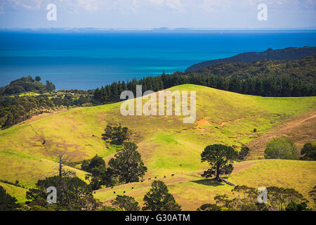 Küste in der Nähe von Coromandel Town, Coromandel Peninsula, North Island, Neuseeland, Pazifik Stockfoto